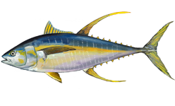Thunnus albacares